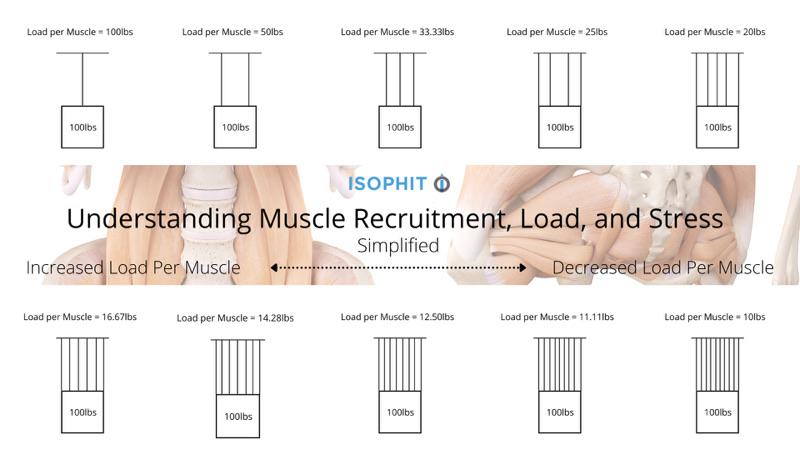 Isophit: As professional athletes, coaches, and trainers we need to be more specific when discussing muscles. - Isophit
